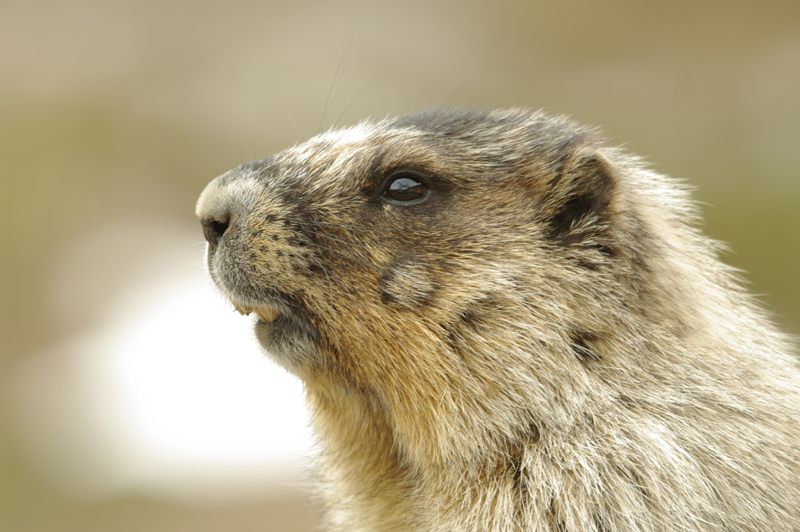Marmotte 02.jpg