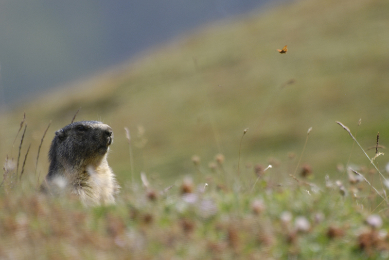 Marmotte_au_papillon_1.jpg
