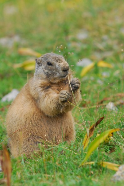 marmotte concours (400 x 600).jpg