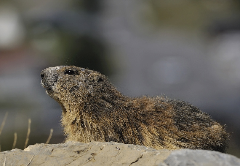 Marmotte-VIII-2011-1.jpg