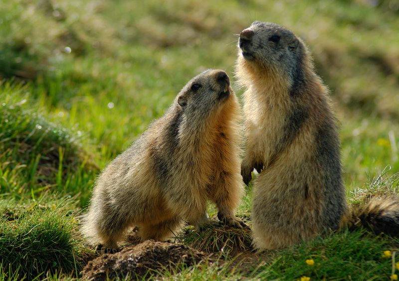 'amour.jpg