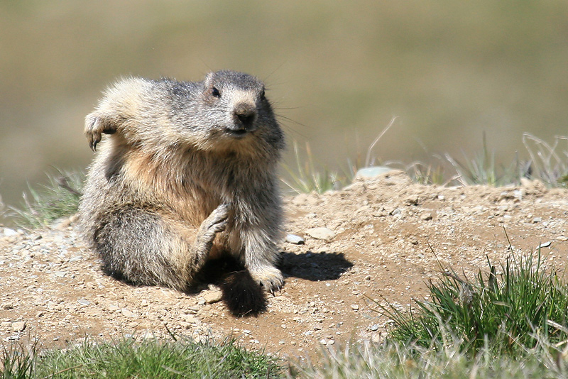 IMG_1735_Marmotte-se-grattant.jpg