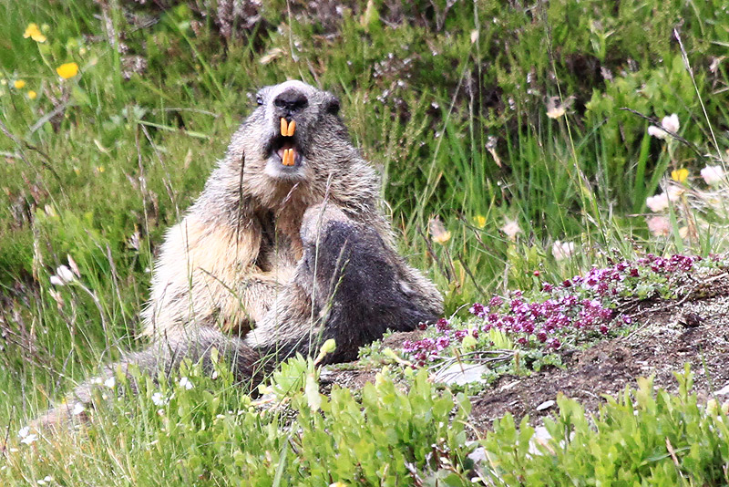 IMG_6498_Marmottes-luttant_.jpg