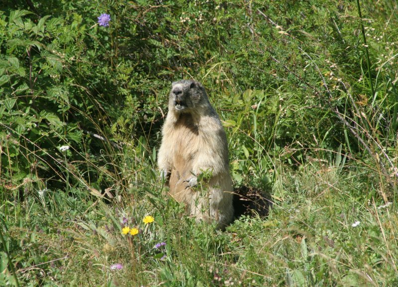 07&08-2010-ParcDesEcrins-0950.JPG