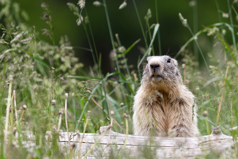 img-marmotte.jpg