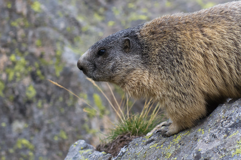 _K520452.jpg