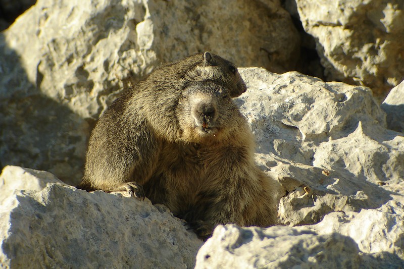 marmotte_03227.jpg