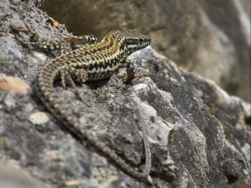11 lÃ©zard des murailles.jpg
