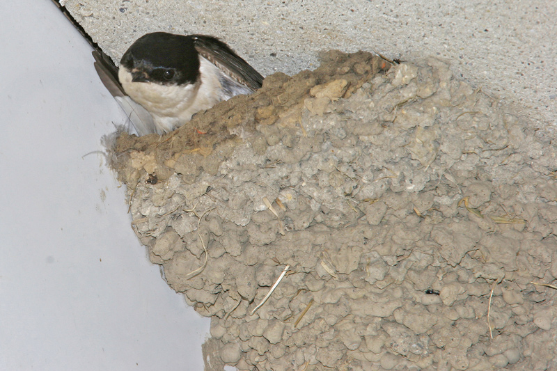 Hirondelle-de-fenêtre-12.jpg
