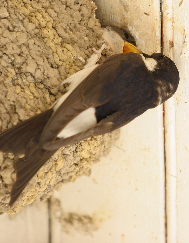 Hirondelle-de-fenêtre_18.jpg