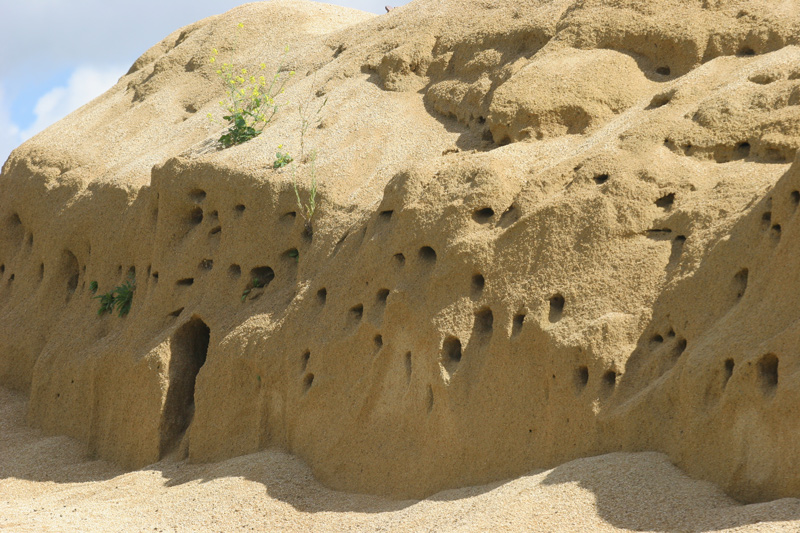 Hirondelle-de-rivage-coloni.jpg