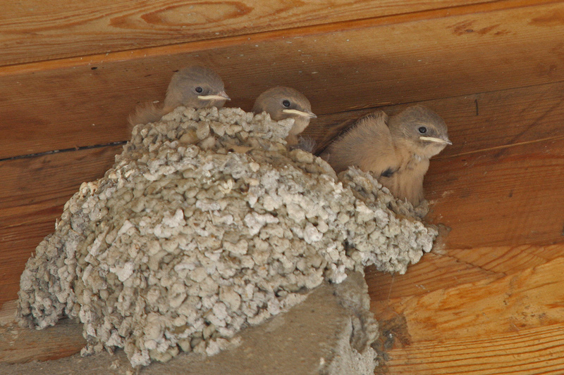 Hirondelle-de-rocher-jeunes.jpg