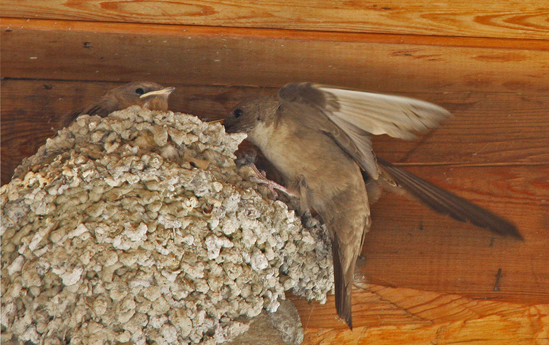Hirondelle-de-rocher-6.jpg