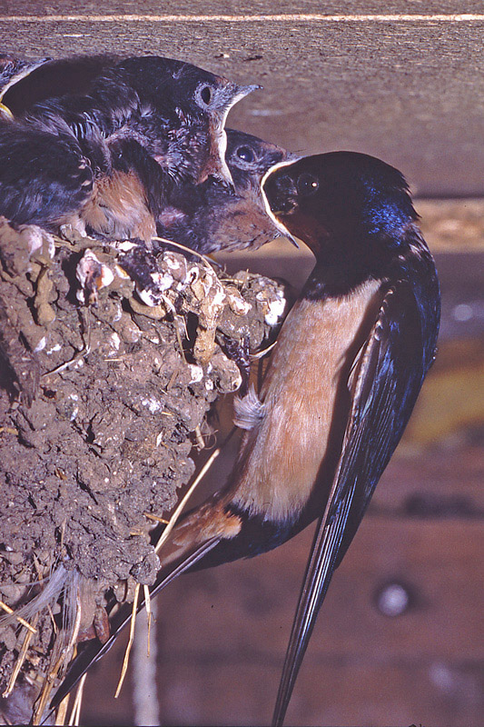 Hirondelle-rustique-5.jpg