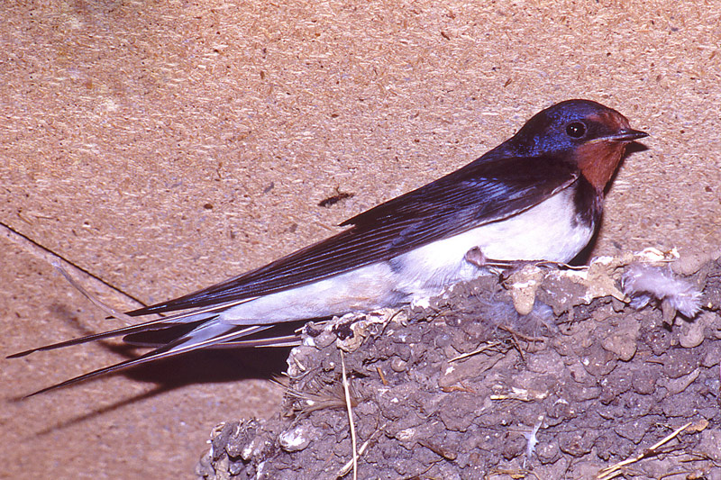 Hirondelle-rustique-3.jpg