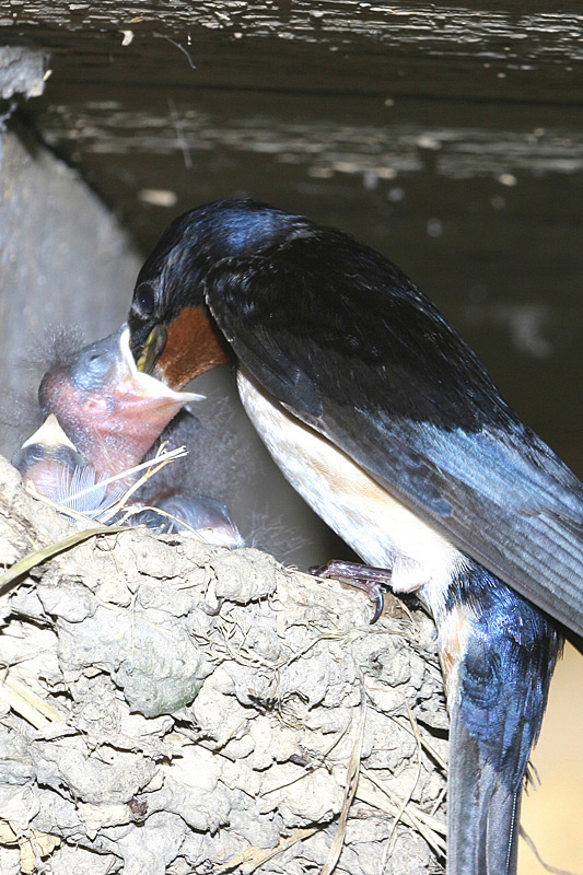 Hirondelle-rustique-11.jpg