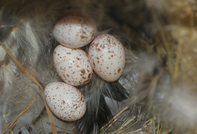 Hirondelle-rustique-oeufs-2.jpg