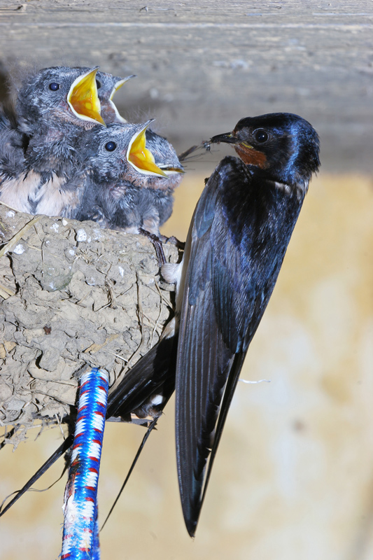 Hirondelle-rustique-33.jpg