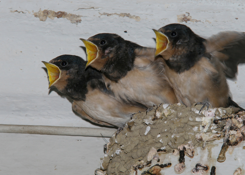 Hirondelle-rustique-(jeunes.jpg