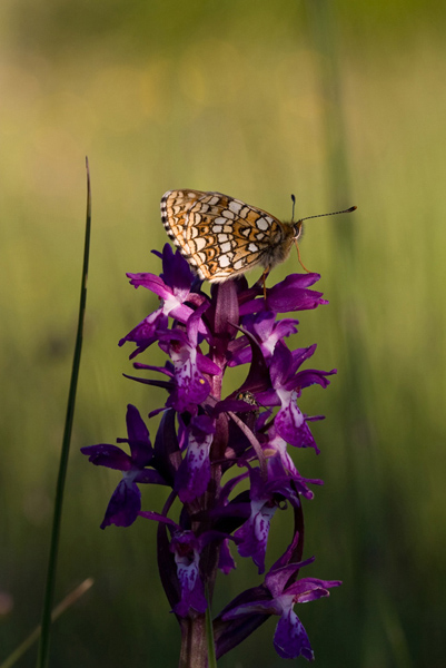 0807-Papillon sur OrchidÃ©e-001.jpg