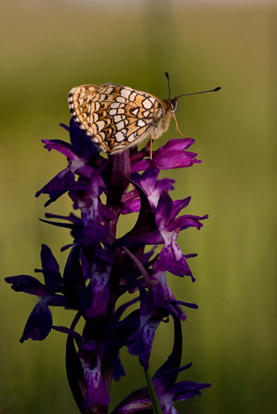 0807-Papillon sur OrchidÃ©e-002.jpg