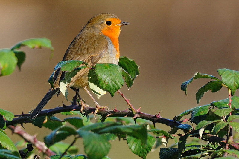 ROBIN_7.jpg