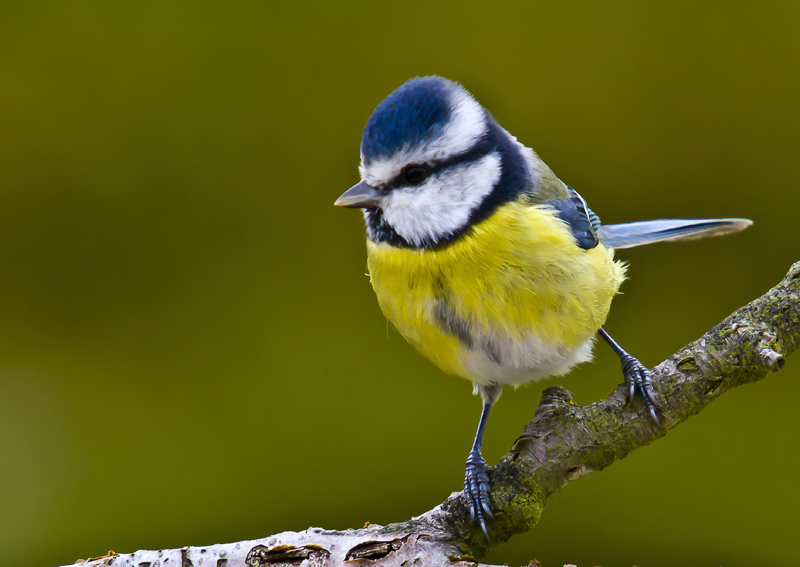Mésange bleue 3486.jpg