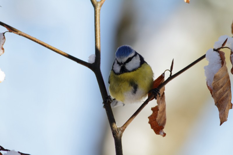 mésange bleue (67) [800x600].JPG