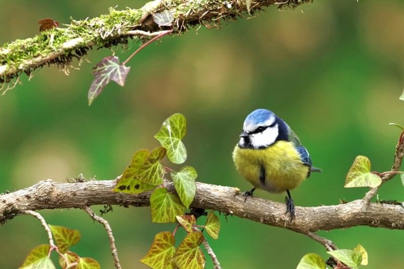 mésange bleue (156) [800x600].JPG