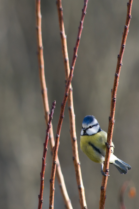 Mésange bleue-9.jpg