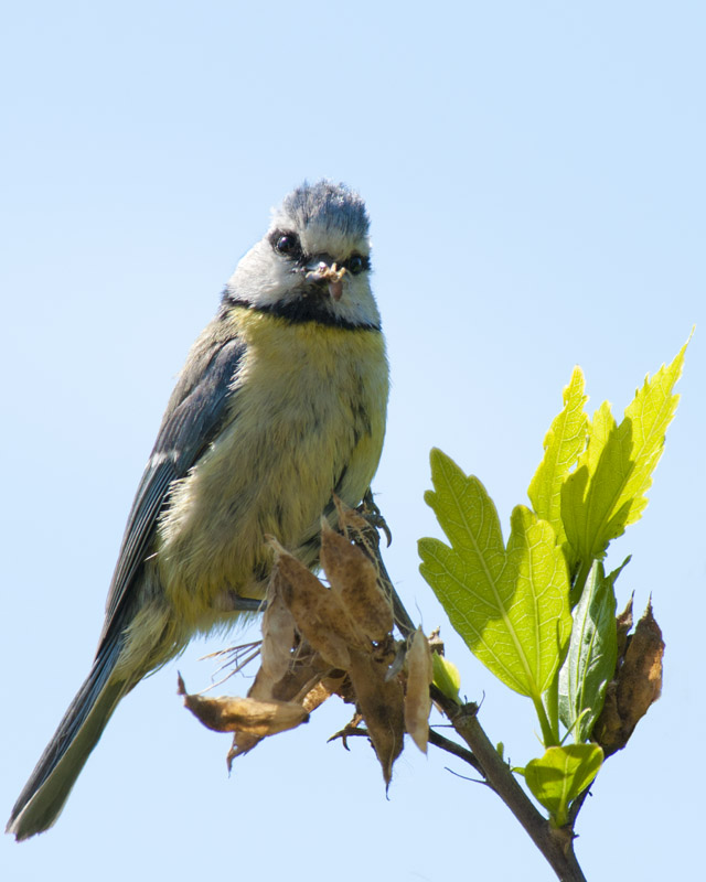 Oiseaux_00004.jpg