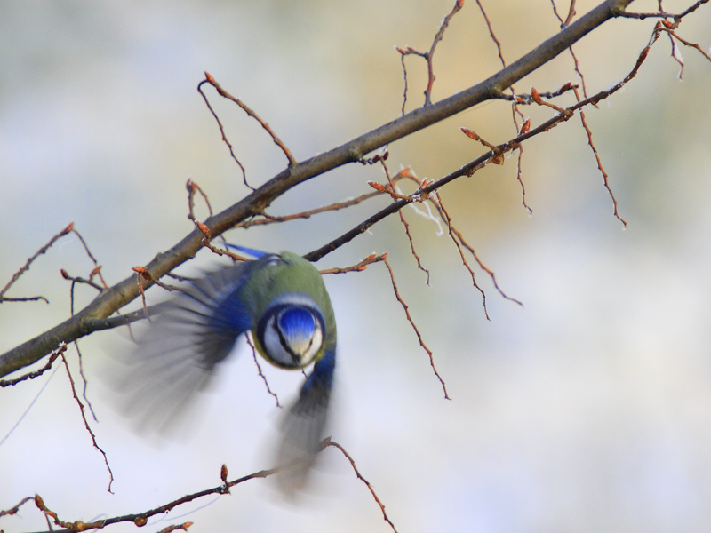 MESANGE_BLEUE_0012.JPG