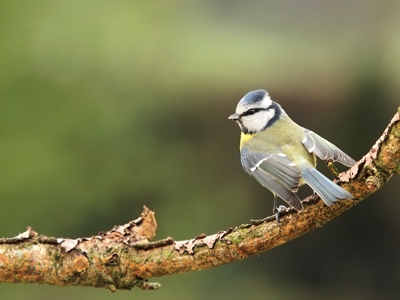 mésange bleue 15 bis concours.jpg