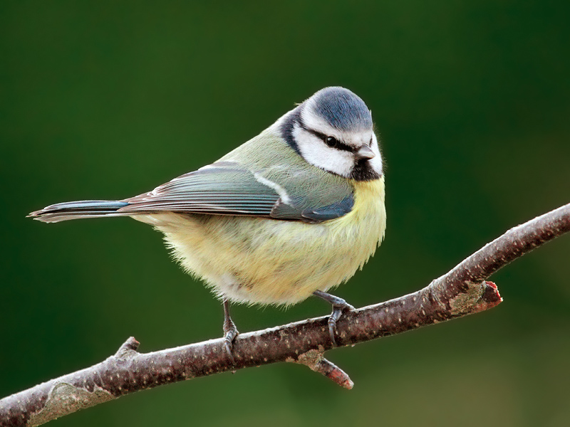 mésange bleue 13 concours bis.jpg
