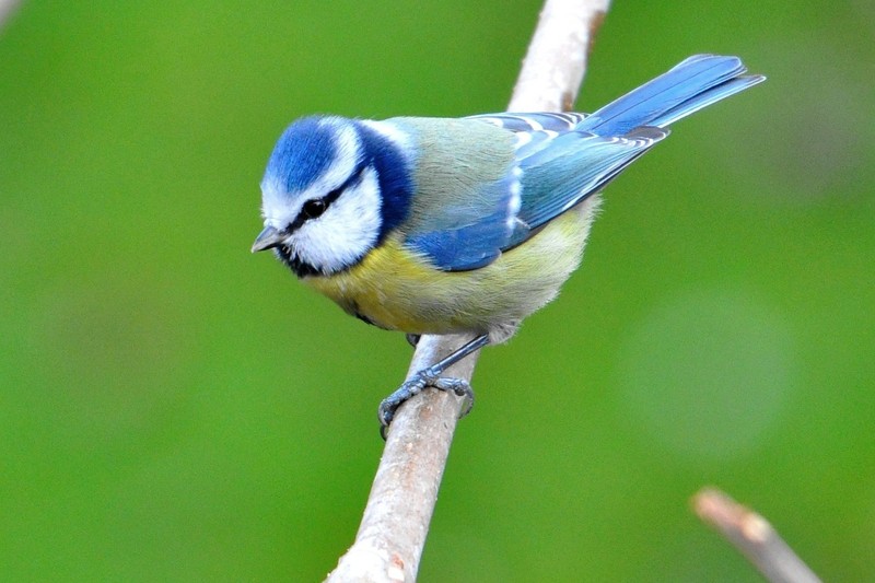 MesangeBleue_BLE_800x600-01.jpg