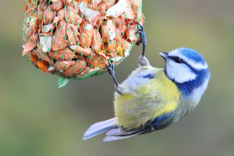 MesangeBleue_BLE_800x600-02.jpg