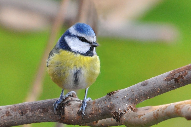 MesangeBleue_BLE_800x600-03.JPG