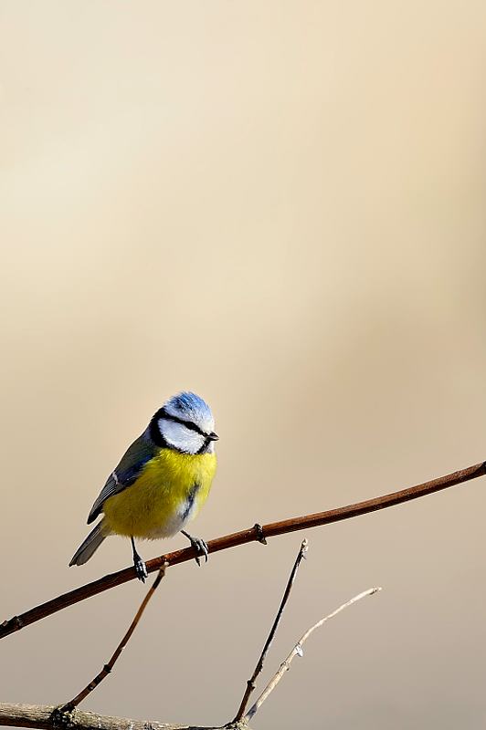 Mesange bleue 0122.jpg