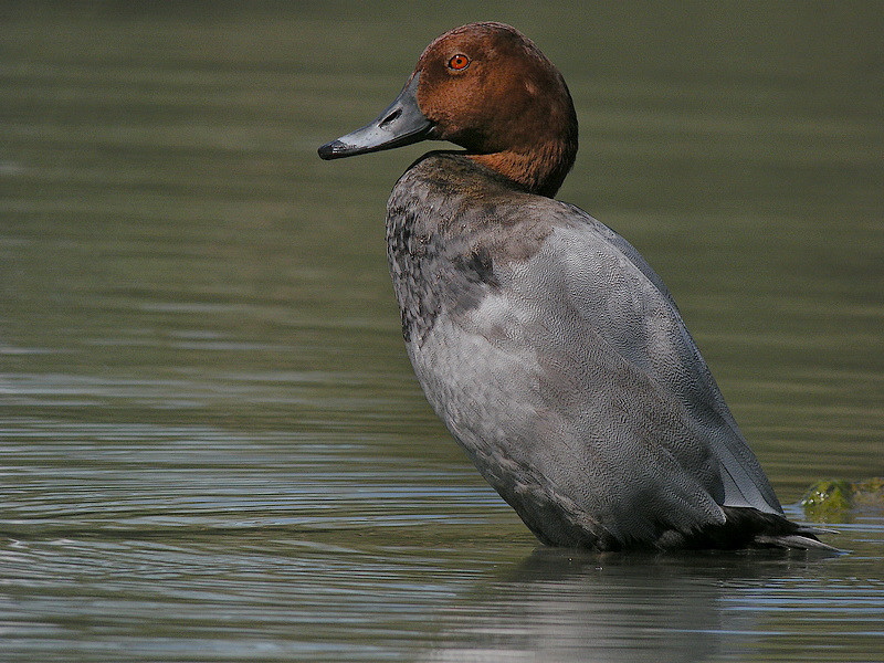 CAMARGUE 033.JPG
