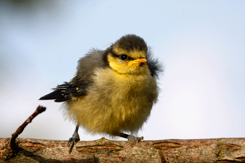 mésange-bleue-jeune.gif