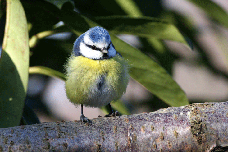 mésange-bleue.gif