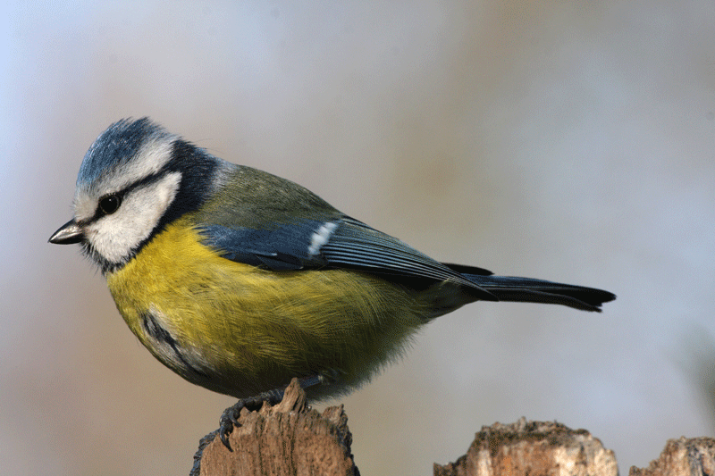 mésange-bleue2.gif