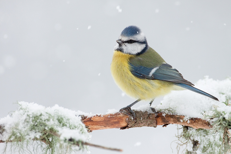 mésange_bleue-27.jpg