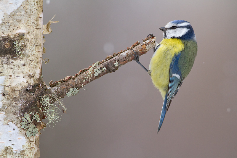 mésange_bleue-86.jpg
