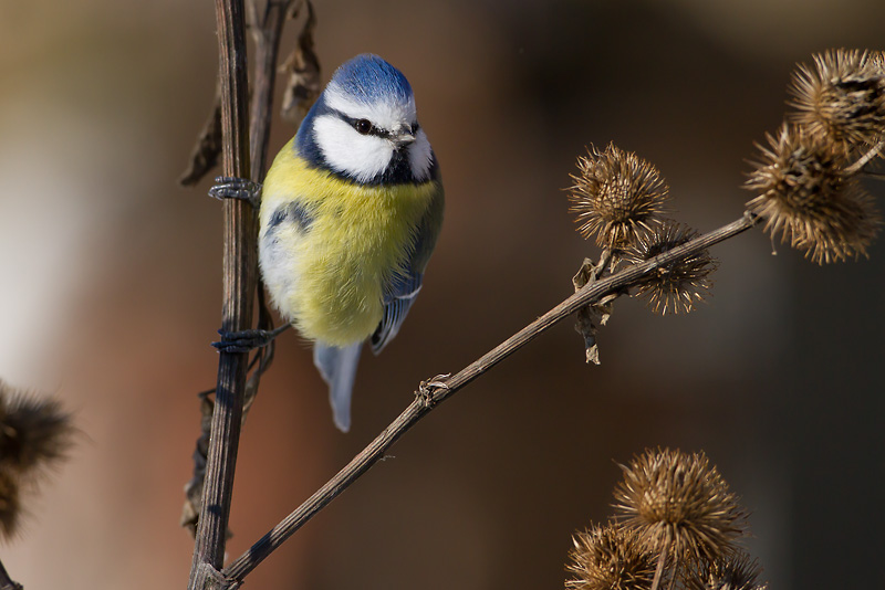 mésange_bleue-95.jpg