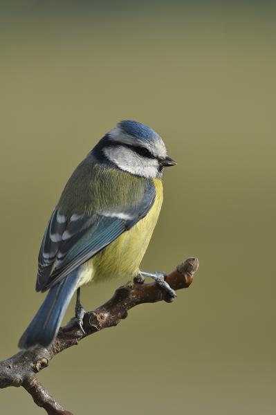 Mésange bleue 1.jpg