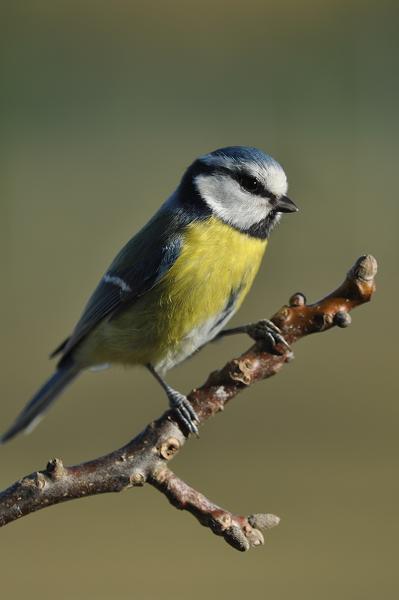 Mésange bleue 3.jpg