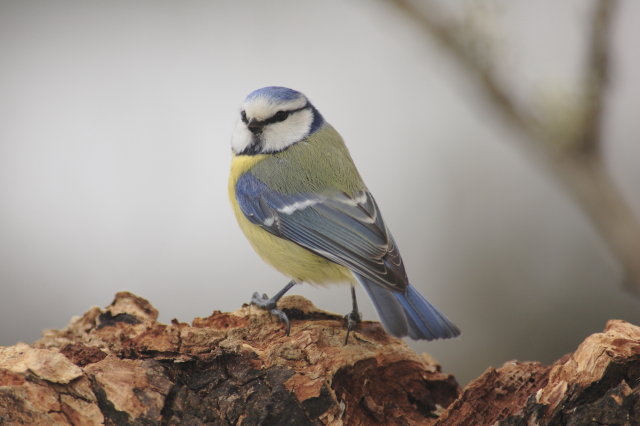 bleue2.JPG