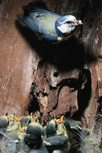 Mésange bleu - G.Smellinckx.jpg