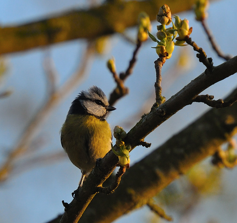 mésange en fin de journée.JPG